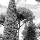 Roman trees